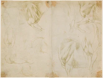 Studien zur Muskulatur der Vordergliedmaßen des Pferdes, ca. 1480